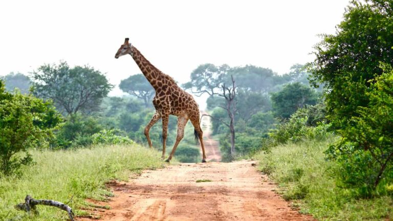 2 Day Kapama Buffalo Camp Safari Fly-in From Cape Town